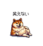 夏の太っちょ柴犬（個別スタンプ：21）