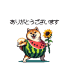 夏の太っちょ柴犬（個別スタンプ：24）
