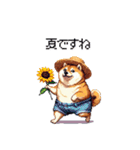 夏の太っちょ柴犬（個別スタンプ：33）