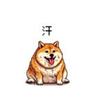 夏の太っちょ柴犬（個別スタンプ：34）