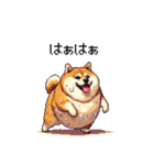 夏の太っちょ柴犬（個別スタンプ：40）