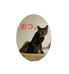 かわいいこーたくんⅩ（個別スタンプ：4）