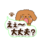 トイプードル【レッド】太字（個別スタンプ：10）
