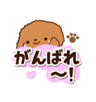 トイプードル【レッド】太字（個別スタンプ：20）