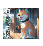 夏の天気をお知らせする柴犬【便利・日常】（個別スタンプ：8）