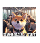 夏の天気をお知らせする柴犬【便利・日常】（個別スタンプ：14）