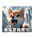 夏の天気をお知らせする柴犬【便利・日常】（個別スタンプ：15）