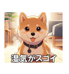 夏の天気をお知らせする柴犬【便利・日常】（個別スタンプ：24）