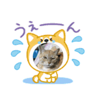 大福スタンプ 〜日常Ver〜（個別スタンプ：6）