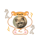 大福スタンプ 〜日常Ver〜（個別スタンプ：10）