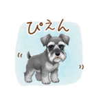 毎日使える！ミニチュアシュナウザーの日常（個別スタンプ：4）