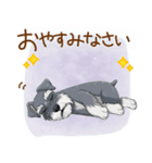 毎日使える！ミニチュアシュナウザーの日常（個別スタンプ：5）