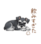 毎日使える！ミニチュアシュナウザーの日常（個別スタンプ：7）