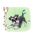 毎日使える！ミニチュアシュナウザーの日常（個別スタンプ：12）