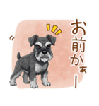 毎日使える！ミニチュアシュナウザーの日常（個別スタンプ：13）