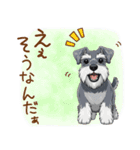 毎日使える！ミニチュアシュナウザーの日常（個別スタンプ：21）