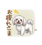 毎日使える！表情ゆたかマルチーズ（個別スタンプ：2）