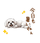 毎日使える！表情ゆたかマルチーズ（個別スタンプ：3）