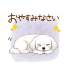 毎日使える！表情ゆたかマルチーズ（個別スタンプ：5）