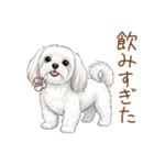 毎日使える！表情ゆたかマルチーズ（個別スタンプ：7）