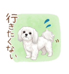 毎日使える！表情ゆたかマルチーズ（個別スタンプ：12）