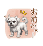 毎日使える！表情ゆたかマルチーズ（個別スタンプ：13）