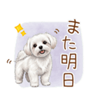 毎日使える！表情ゆたかマルチーズ（個別スタンプ：14）