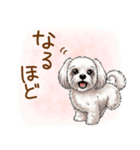 毎日使える！表情ゆたかマルチーズ（個別スタンプ：18）