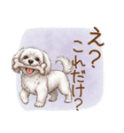 毎日使える！表情ゆたかマルチーズ（個別スタンプ：20）