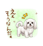 毎日使える！表情ゆたかマルチーズ（個別スタンプ：21）