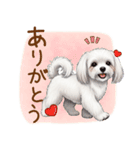 毎日使える！表情ゆたかマルチーズ（個別スタンプ：24）