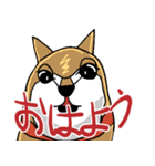 いつもゆるい柴犬さん。（個別スタンプ：1）