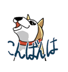 いつもゆるい柴犬さん。（個別スタンプ：3）