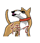 いつもゆるい柴犬さん。（個別スタンプ：7）