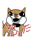 いつもゆるい柴犬さん。（個別スタンプ：12）