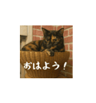 小花たちのリアル猫スタンプ（日本語）（個別スタンプ：1）