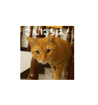 小花たちのリアル猫スタンプ（日本語）（個別スタンプ：2）