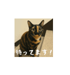 小花たちのリアル猫スタンプ（日本語）（個別スタンプ：5）