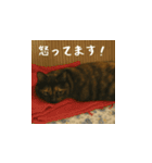 小花たちのリアル猫スタンプ（日本語）（個別スタンプ：6）