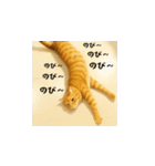 小花たちのリアル猫スタンプ（日本語）（個別スタンプ：7）