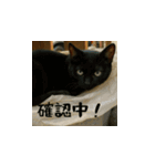 小花たちのリアル猫スタンプ（日本語）（個別スタンプ：8）