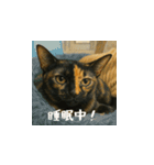 小花たちのリアル猫スタンプ（日本語）（個別スタンプ：11）