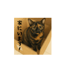 小花たちのリアル猫スタンプ（日本語）（個別スタンプ：12）