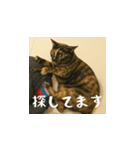 小花たちのリアル猫スタンプ（日本語）（個別スタンプ：13）