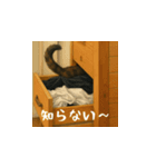 小花たちのリアル猫スタンプ（日本語）（個別スタンプ：15）