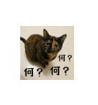 小花たちのリアル猫スタンプ（日本語）（個別スタンプ：16）