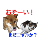 柴犬愈史郎と猫の茶々丸スタンプ（個別スタンプ：1）