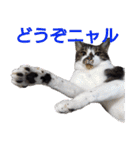 柴犬愈史郎と猫の茶々丸スタンプ（個別スタンプ：2）