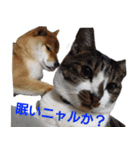 柴犬愈史郎と猫の茶々丸スタンプ（個別スタンプ：3）