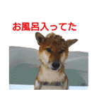 柴犬愈史郎と猫の茶々丸スタンプ（個別スタンプ：4）
